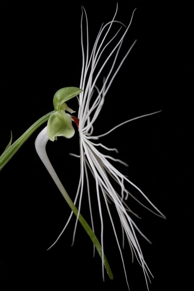 美杜莎玉凤花（Habenaria medusa）