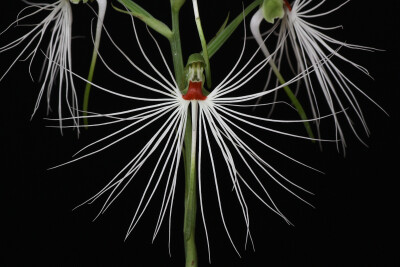 美杜莎玉凤花（Habenaria medusa）