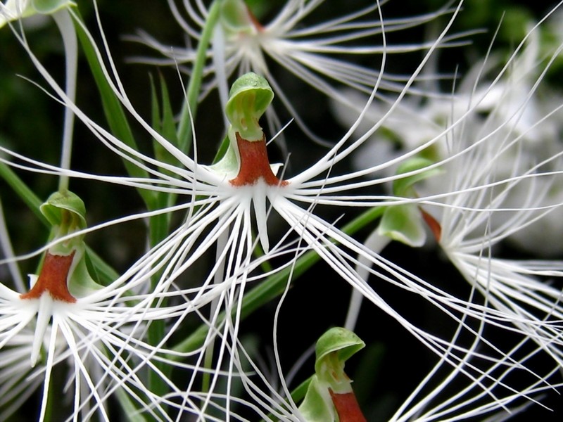 美杜莎玉凤花（Habenaria medusa）