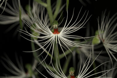 美杜莎玉凤花（Habenaria medusa）