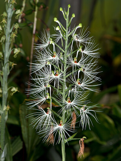 美杜莎玉凤花（Habenaria medusa）