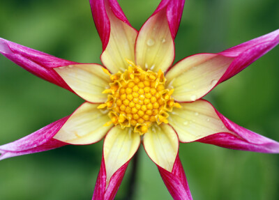 &amp;quot;Juul's Allstar&amp;quot;大丽花（Dahlia 'Juul's Allstar'）