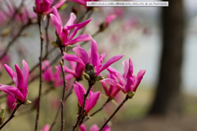 ‘苏珊’玉兰，Yulania ‘Susan’