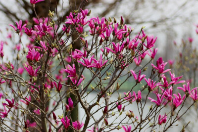 ‘苏珊’玉兰，Yulania ‘Susan’