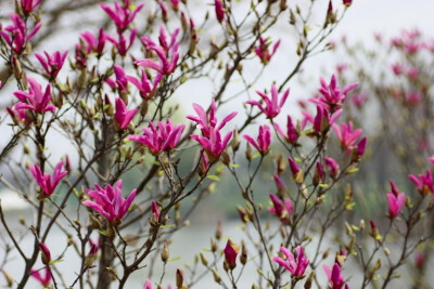 ‘苏珊’玉兰，Yulania ‘Susan’