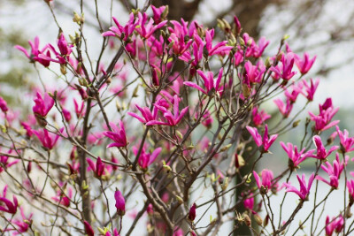 ‘苏珊’玉兰，Yulania ‘Susan’