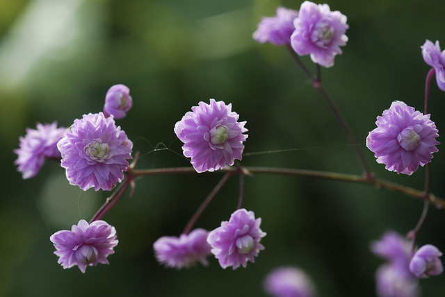 重瓣偏翅唐松草（Thalictrum Delavayi 'Hewitts Double'）