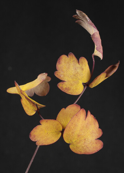 重瓣偏翅唐松草（Thalictrum Delavayi 'Hewitts Double'）