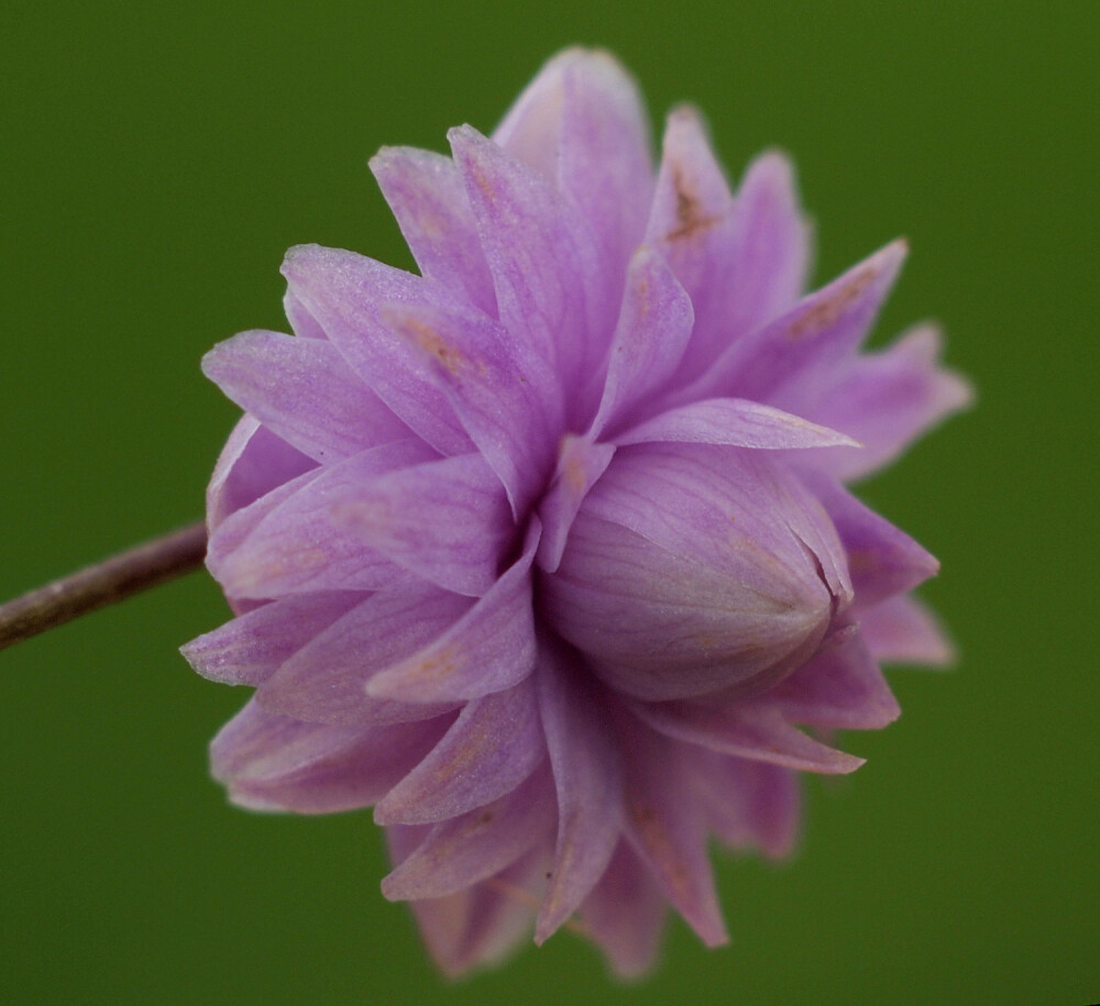 重瓣偏翅唐松草（Thalictrum Delavayi 'Hewitts Double'）