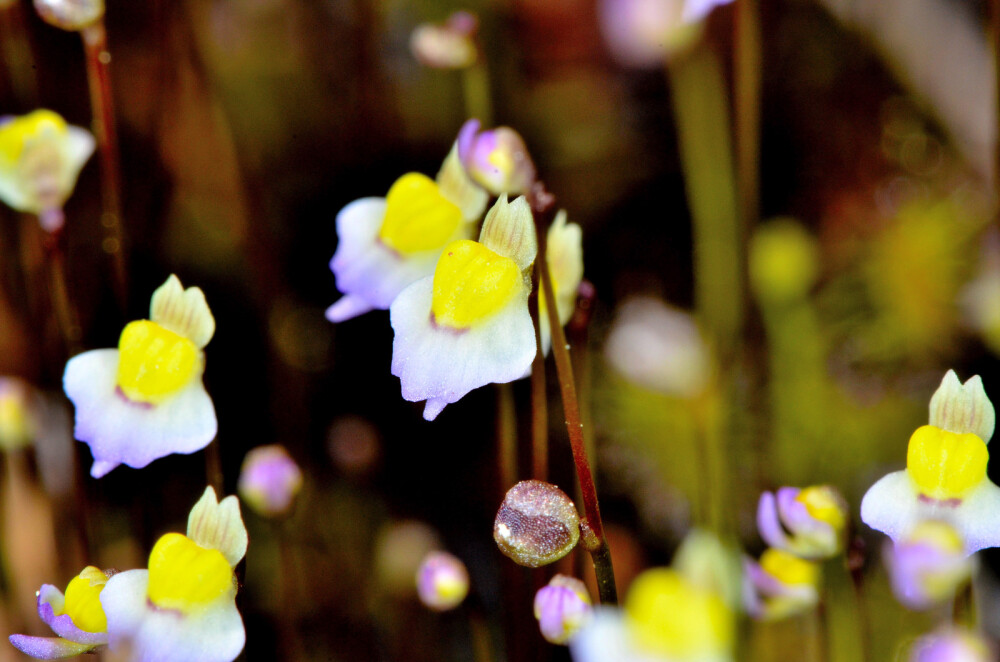 双鳞片狸藻（Utricularia bisquamata）