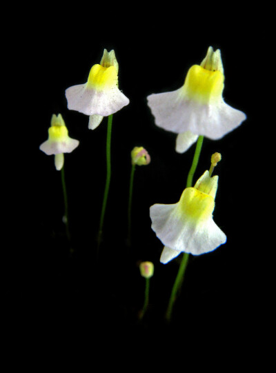 双鳞片狸藻（Utricularia bisquamata）