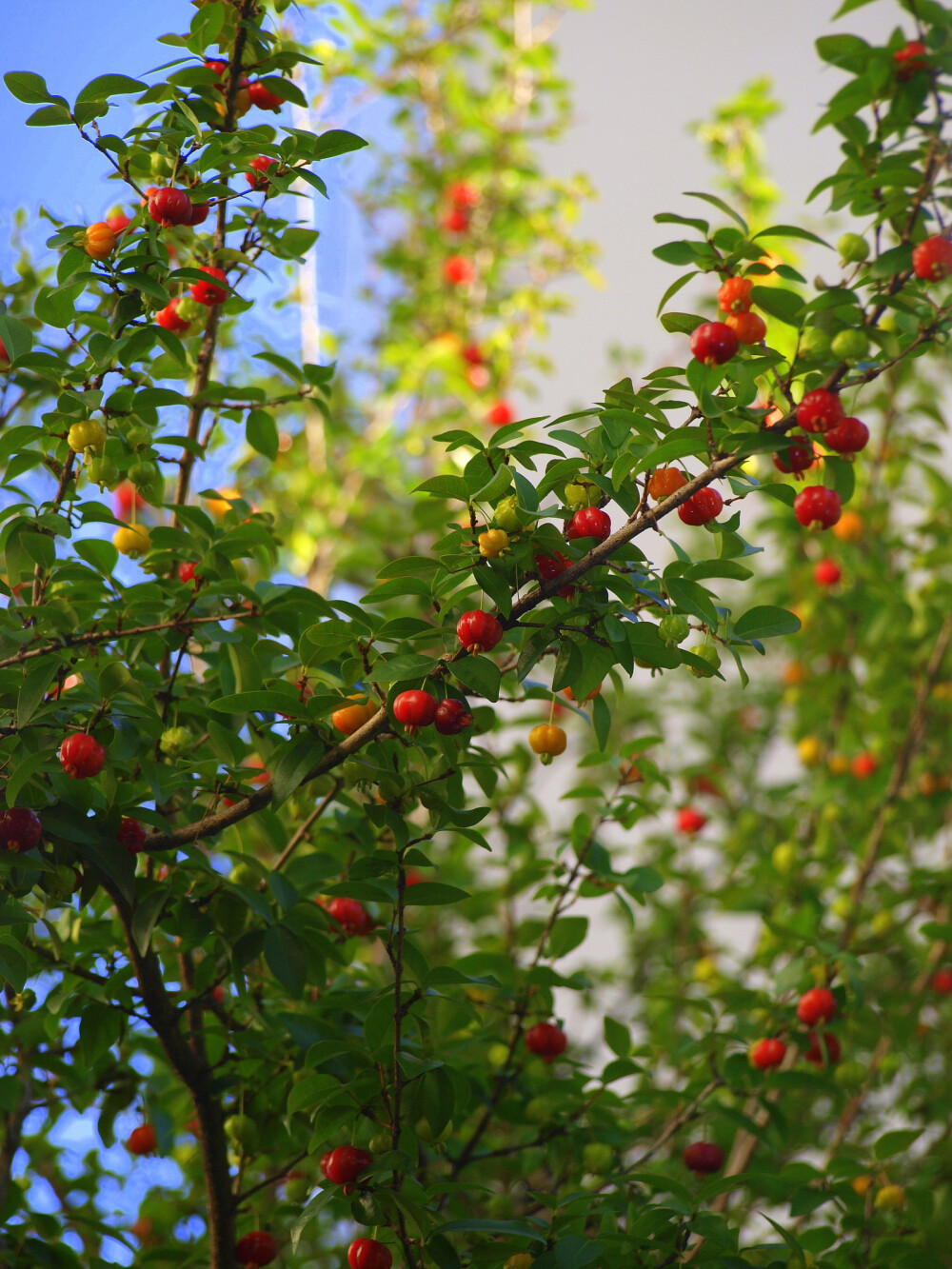 红果仔（Eugenia uniflora Linn.）