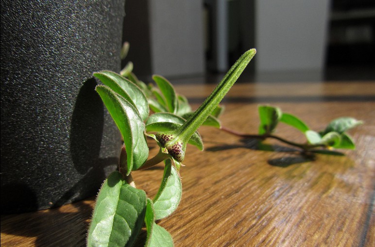 润肺草属块根萝藦brachystelma megasepalum