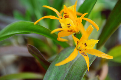 Botanic National Garden Dublin