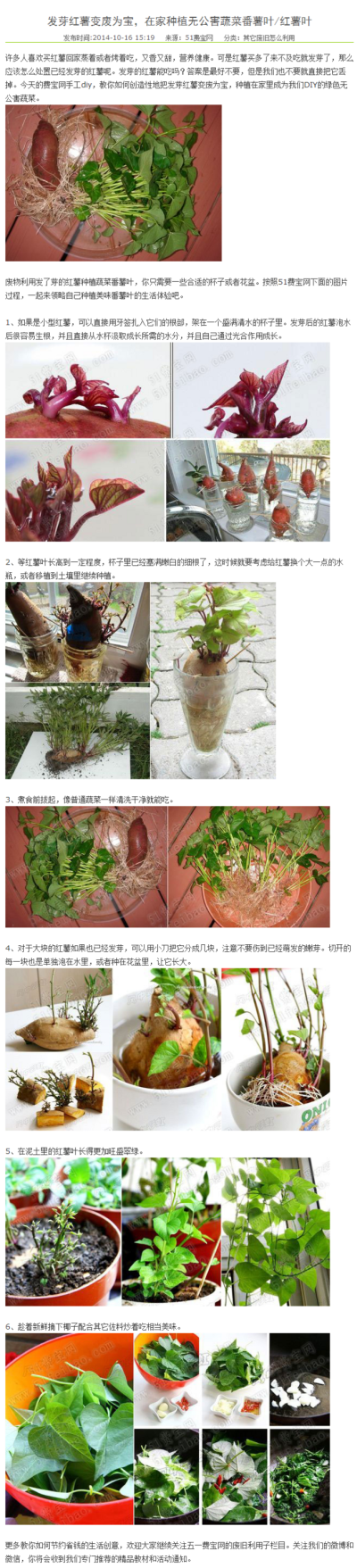 发芽红薯变废为宝，在家种植无公害蔬菜番薯...