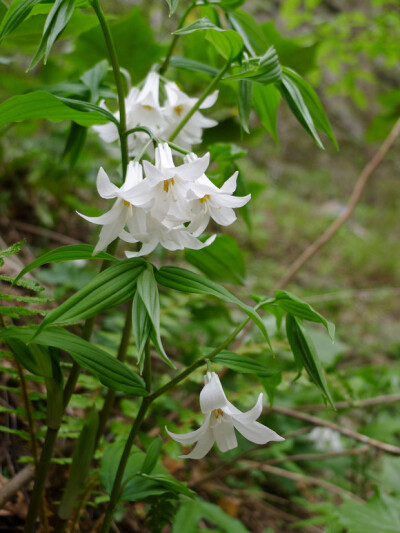 大花万寿竹 Disporum megalanthum，秋水仙科 万寿竹属