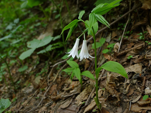 大花万寿竹 Disporum megalanthum，秋水仙科 万寿竹属