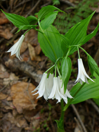 大花万寿竹 Disporum megalanthum，秋水仙科 万寿竹属