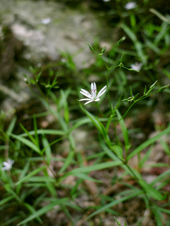 沼生繁缕 stellaria palustris,石竹科 繁缕属