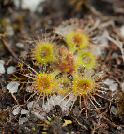 Drosera glanduligera【毛膏菜属】