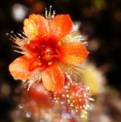 Drosera glanduligera【毛膏菜属】