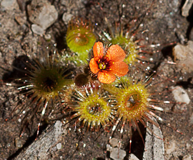 Drosera glanduligera【毛膏菜属】