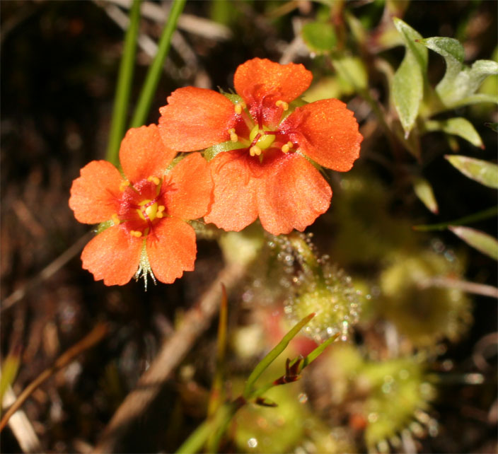 Drosera glanduligera【毛膏菜属】