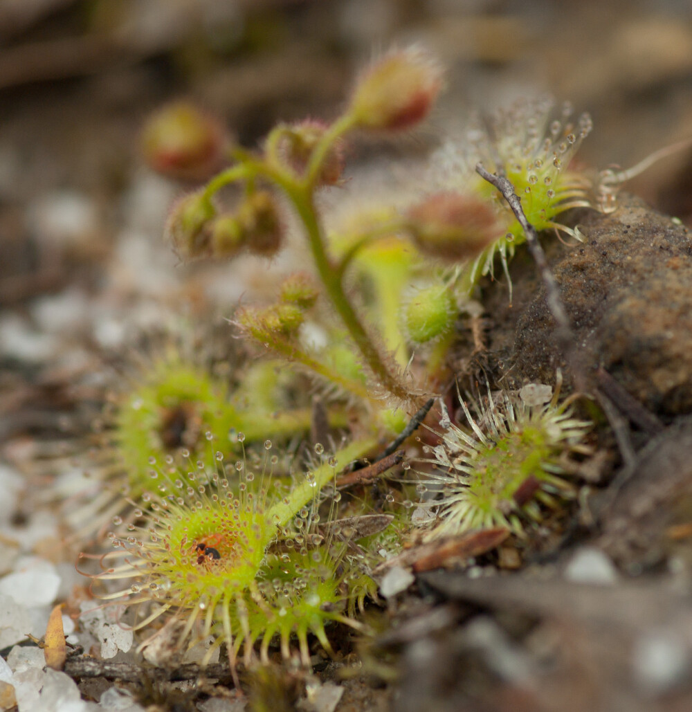 Drosera glanduligera【毛膏菜属】