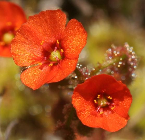 Drosera glanduligera【毛膏菜属】