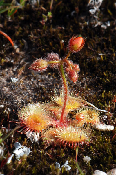 Drosera glanduligera【毛膏菜属】