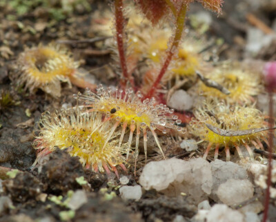 Drosera glanduligera【毛膏菜属】