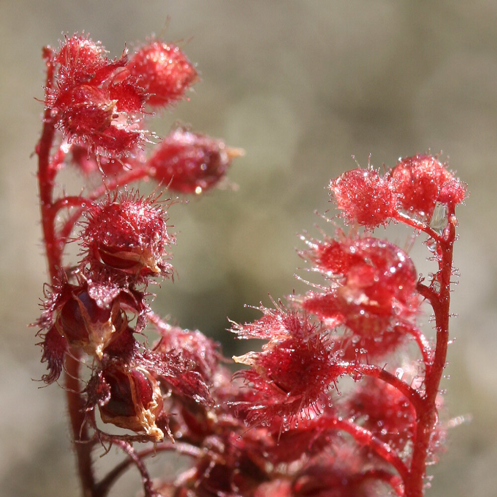 Drosera glanduligera【毛膏菜属】