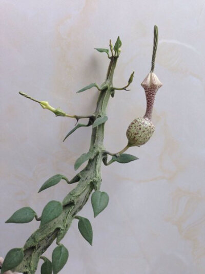 武腊泉 Ceropegia simoneae 'Green form' 花开【养殖日记】