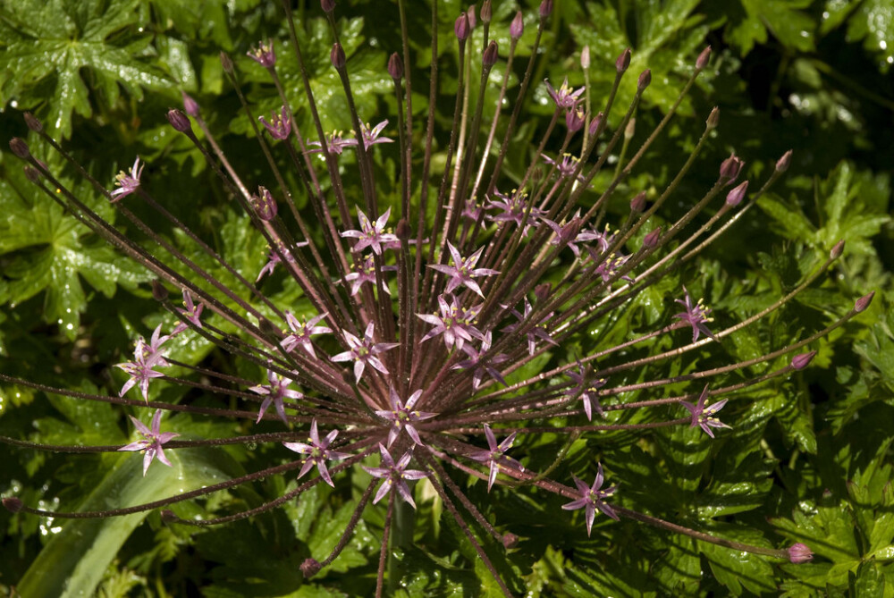 Allium schubertii。斯氏葱。