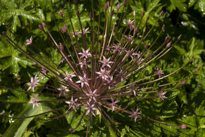 Allium schubertii。斯氏葱。