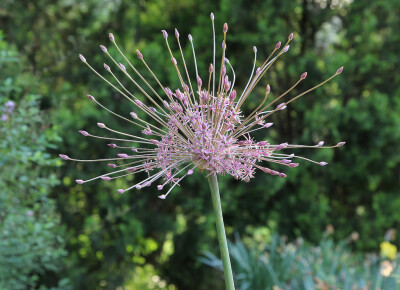 Allium schubertii。斯氏葱。