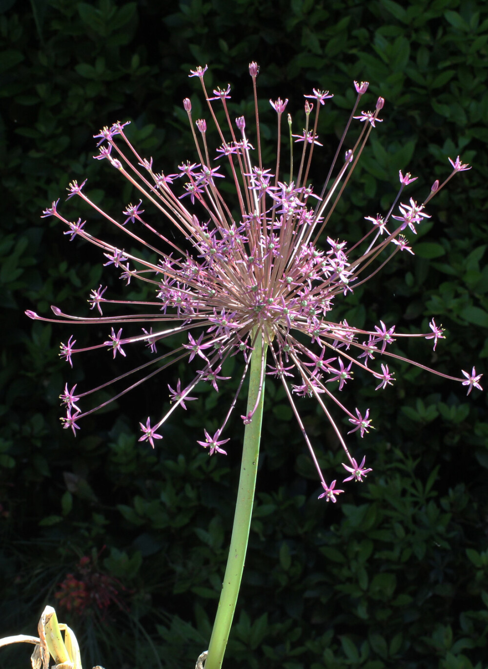 Allium schubertii。斯氏葱。