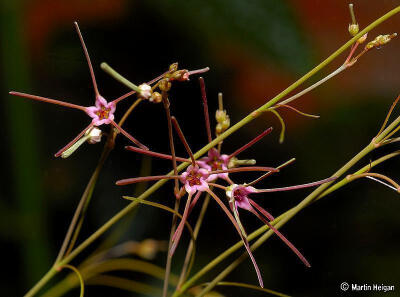 Brachystelma filifolium 针叶球萝藦