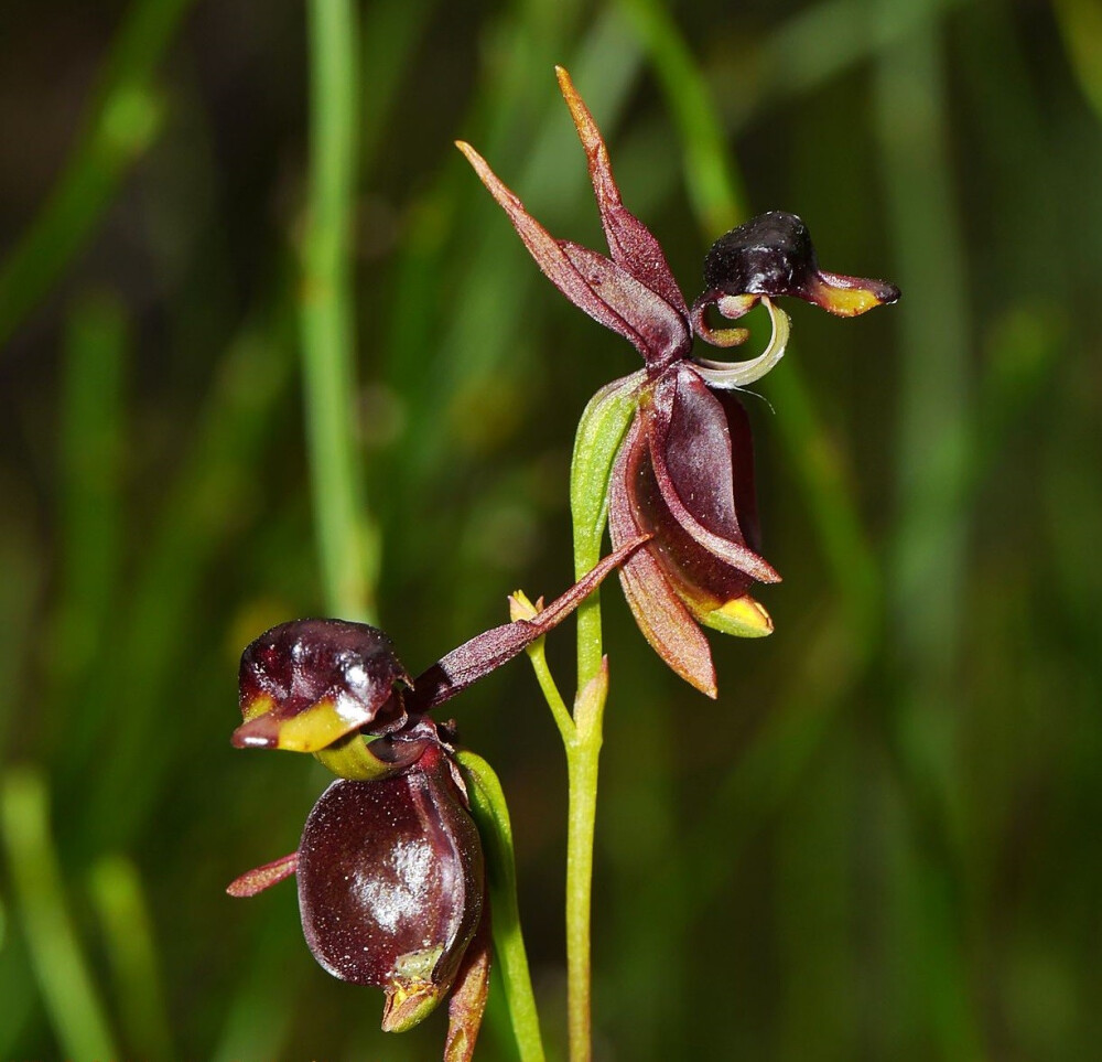 飞鸭兰（Flying Duck Orchid） - 高清图片，堆糖，美图壁纸兴趣社区