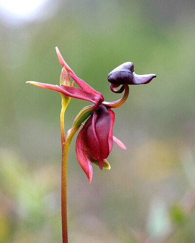 飞鸭兰（Flying Duck Orchid）