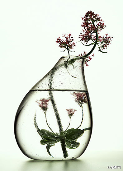 【艺点儿艺术】法国摄影师Peter Lippmann所拍摄的“植物与烧杯” （via peterlippmann)