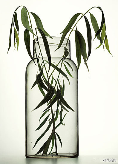 【艺点儿艺术】法国摄影师Peter Lippmann所拍摄的“植物与烧杯” （via peterlippmann)