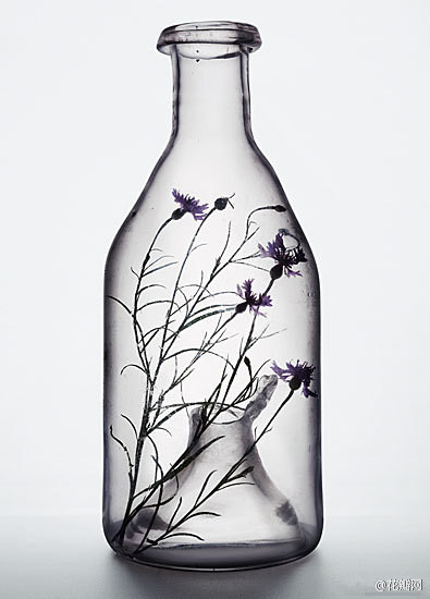 【艺点儿艺术】法国摄影师Peter Lippmann所拍摄的“植物与烧杯” （via peterlippmann)