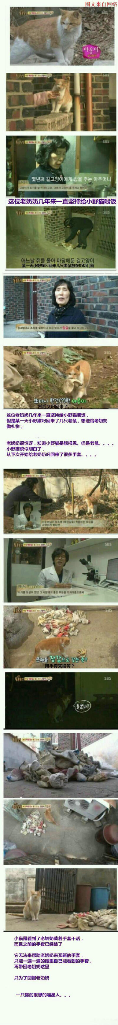 【《猫的报恩》】一位老奶奶一直坚持给路上的小野猫喂饭，为了报恩，喵星人叼回来了几只老鼠。老奶奶拒绝之后，喵星人又叼回来了一些手套。好感动（转）