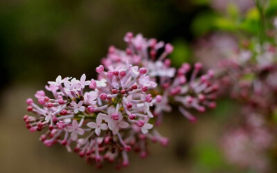 大家如果看过《匆匆那年》，肯定对乔然写的那封情书印象深刻：“她走过丁香花旁的时候，突然刮起了一阵微风，轻盈的白色花瓣飘了下来，落在她的头发上、肩膀上，就像是特意为她下了一场花雨”。小编那是被这句话感动…