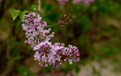 大家如果看过《匆匆那年》，肯定对乔然写的那封情书印象深刻：“她走过丁香花旁的时候，突然刮起了一阵微风，轻盈的白色花瓣飘了下来，落在她的头发上、肩膀上，就像是特意为她下了一场花雨”。小编那是被这句话感动…