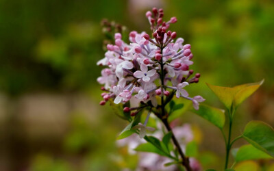 大家如果看过《匆匆那年》，肯定对乔然写的那封情书印象深刻：“她走过丁香花旁的时候，突然刮起了一阵微风，轻盈的白色花瓣飘了下来，落在她的头发上、肩膀上，就像是特意为她下了一场花雨”。小编那是被这句话感动…