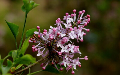 大家如果看过《匆匆那年》，肯定对乔然写的那封情书印象深刻：“她走过丁香花旁的时候，突然刮起了一阵微风，轻盈的白色花瓣飘了下来，落在她的头发上、肩膀上，就像是特意为她下了一场花雨”。小编那是被这句话感动…