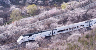 摄影师拍和谐号列车穿越居庸关花海