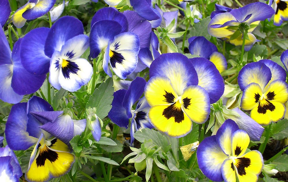 三色菫（学名：Viola tricolor）是堇菜科堇菜属的一年生或短期多年生草本植物，又名三色堇菜（中国植物图鉴）、蝴蝶花、三色紫罗兰、人脸花、阿拉叶－尼勒－其其格（蒙语），在欧洲是常见的野花，也常栽培于公园中，是一种常见的园艺植物。三色菫也被引进北美，并在当地广泛繁衍。三色菫以露天栽种为宜，无论花坛、庭园、盆栽皆适合。不适合种于室内，因为光线不足，生长会迟缓，枝叶无法充分茁壮，导致无法开花，开花后也不应移入室内，以长保花朵寿命。有紫色，白色，黄色，花语是想念我，思念我